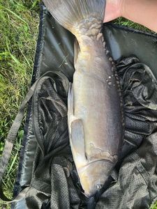 Leather Carp
