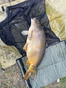 Leather Carp