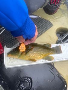 Ballan Wrasse