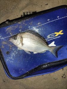 Black Seabream