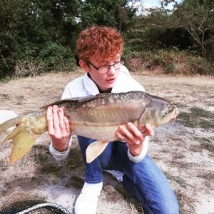 Mirror Carp