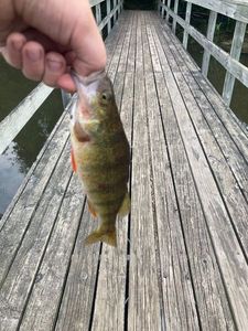 Yellow Perch