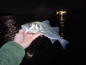 European Bass (Seabass)