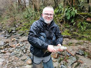 Brown Trout