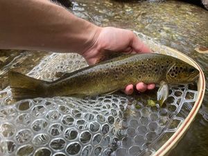 Brown Trout