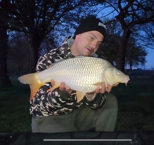 Common Carp