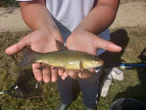 Tench