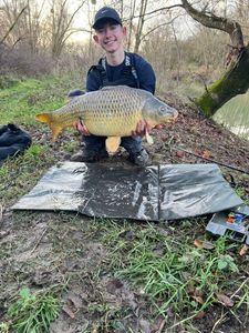 Common Carp
