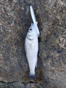 European Bass (Seabass)