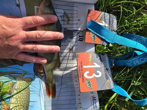 European Perch