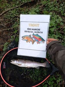 Rainbow Trout