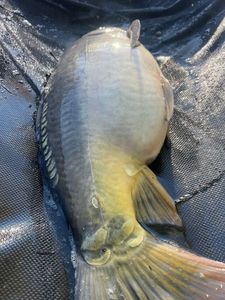 Mirror Carp