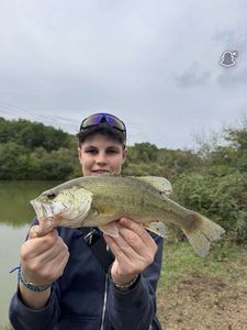Largemouth Bass