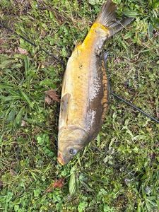 Mirror Carp