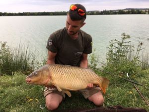 Common Carp