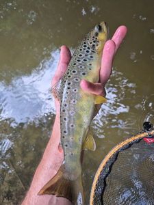Brown Trout