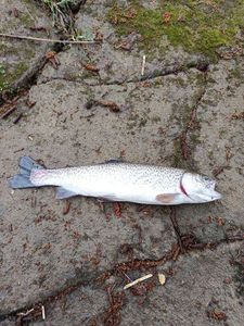 Rainbow Trout