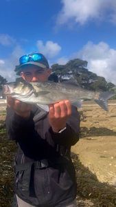 European Bass (Seabass)