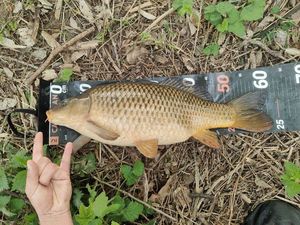 Common Carp