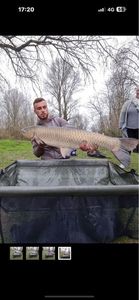 Grass Carp