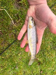 Brown Trout