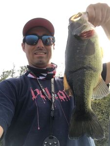 Largemouth Bass