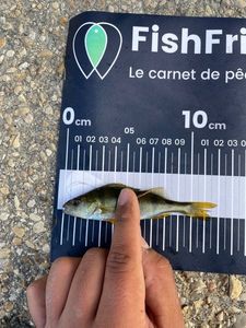 European Perch