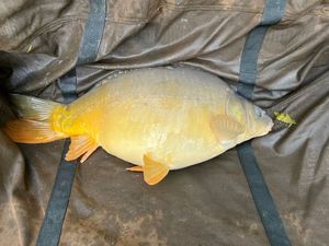 Mirror Carp