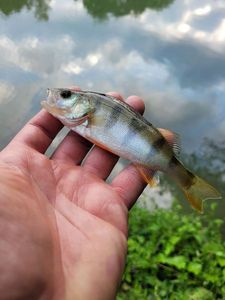 European Perch