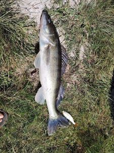 Zander