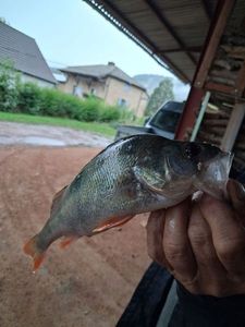 European Perch