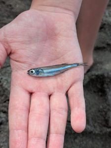 Smelt