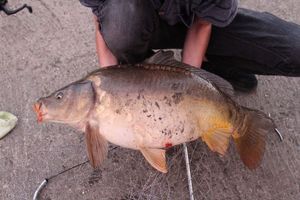 Mirror Carp