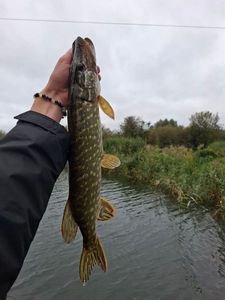 Northern Pike
