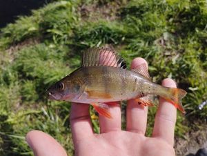 European Perch