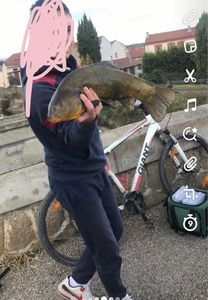 Tench