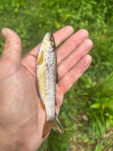 Brown Trout