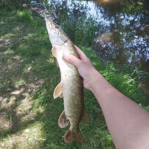 Northern Pike