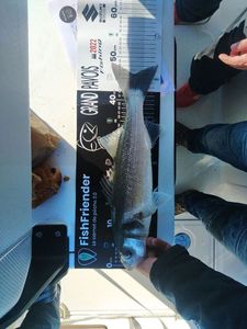 European Bass (Seabass)