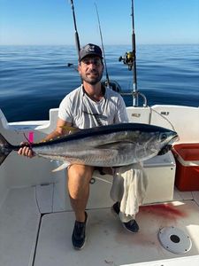 Bluefin Tuna
