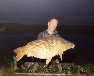 Common Carp
