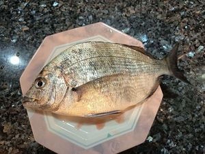 White Seabream
