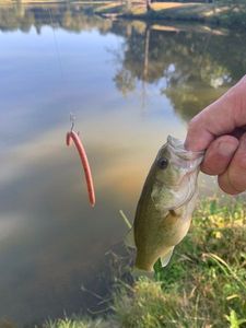 Largemouth Bass