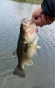 Largemouth Bass