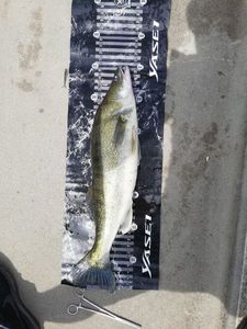 Zander
