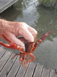 Noble Crayfish
