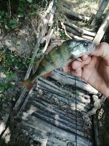 European Perch