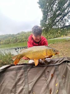 Common Carp