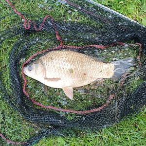 Common Carp