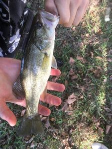 Largemouth Bass